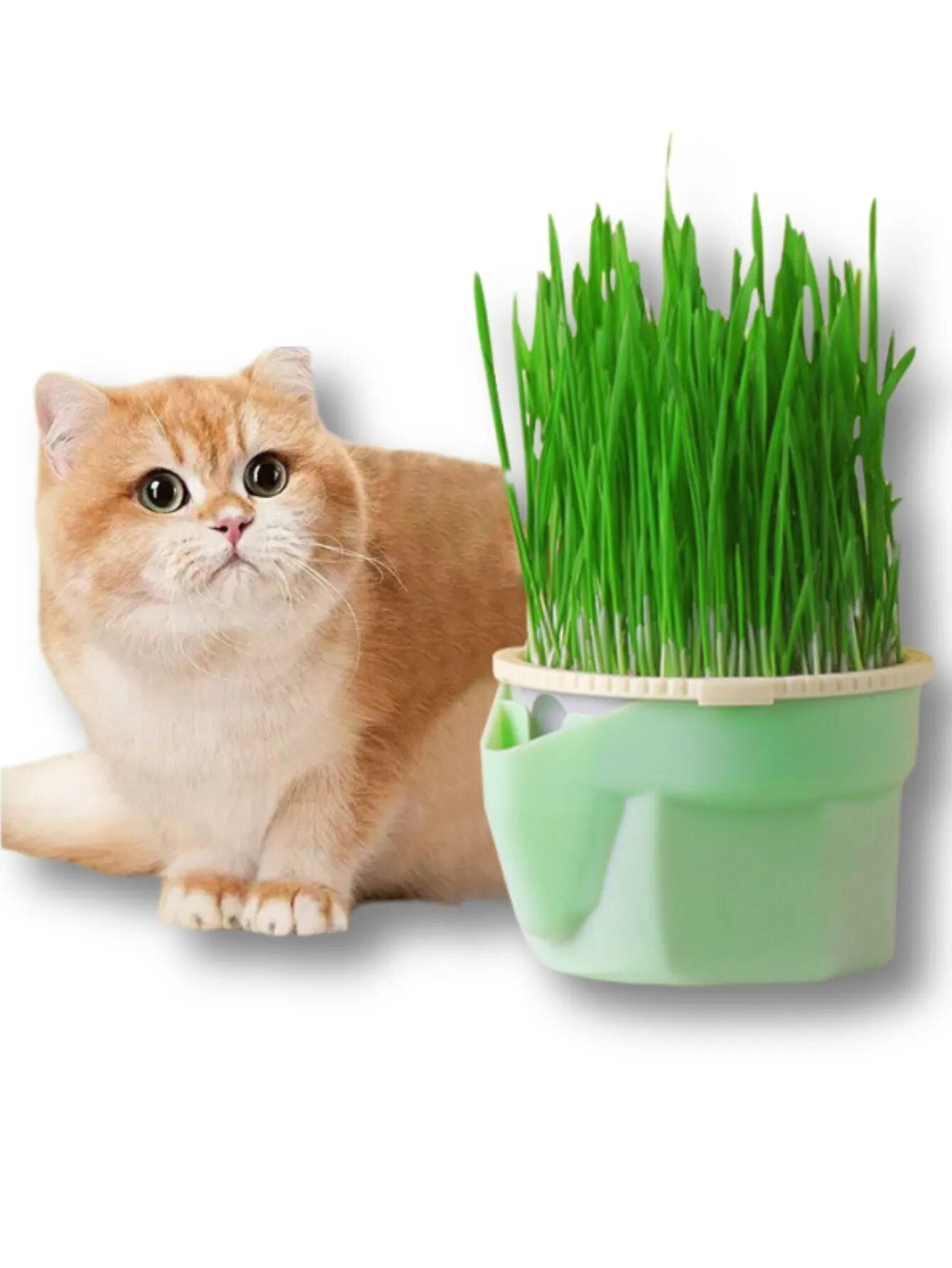 Tasse de culture herbes à chat - chatparadis